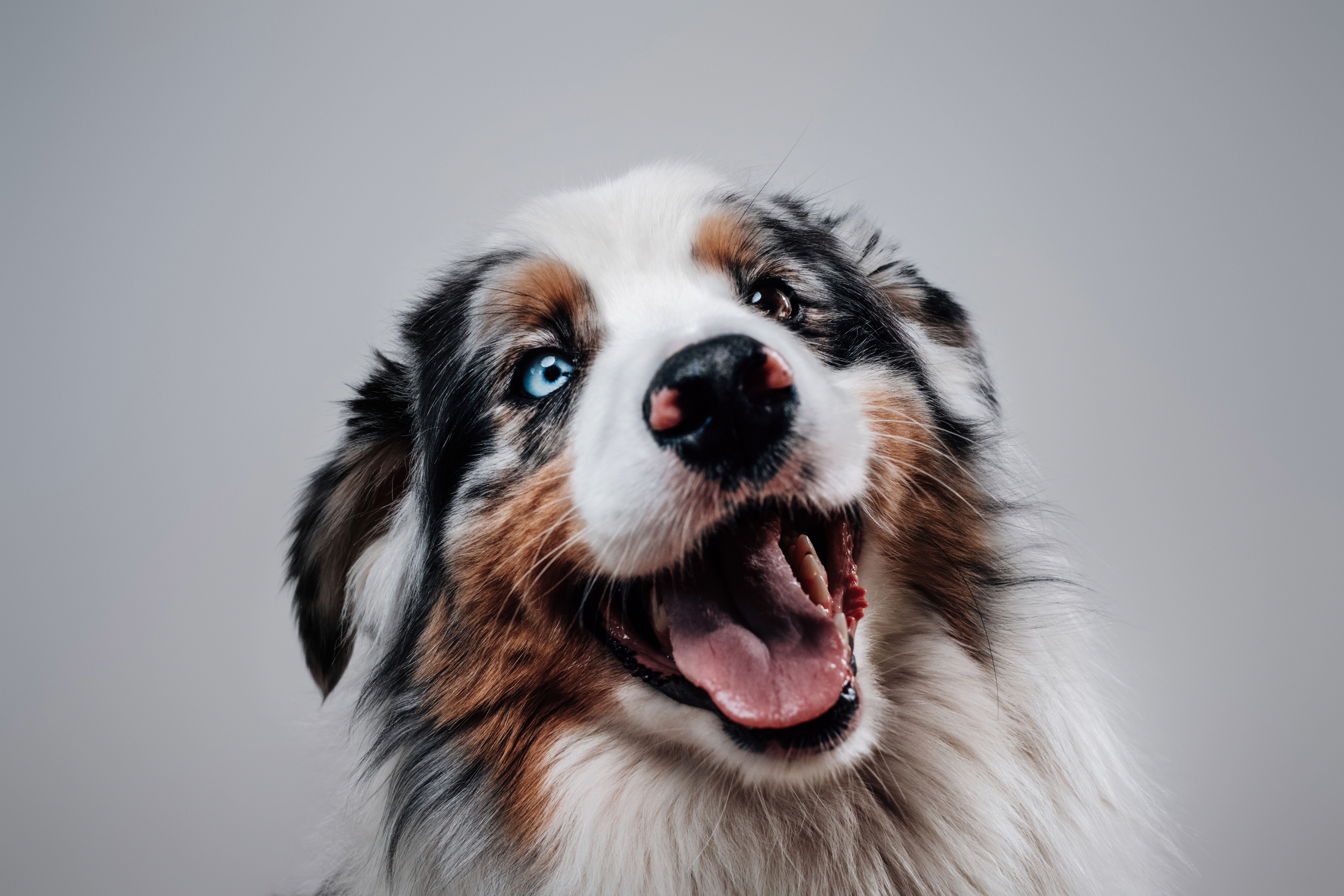 blue eyed dog ready to play